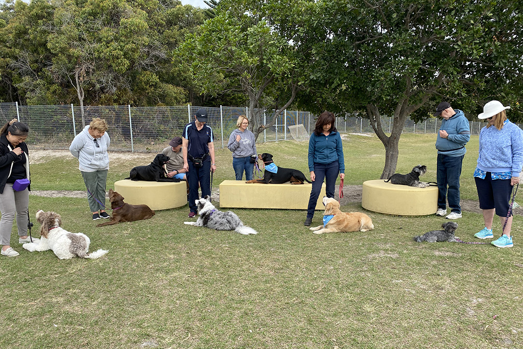 dog obedience dog training group dog obedience training puppy training puppy preschool